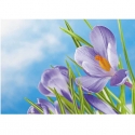 Crocuses in sky background ER-061