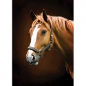 Horse brown ER-089