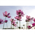 MS-5-0145 Cosmos Flowers