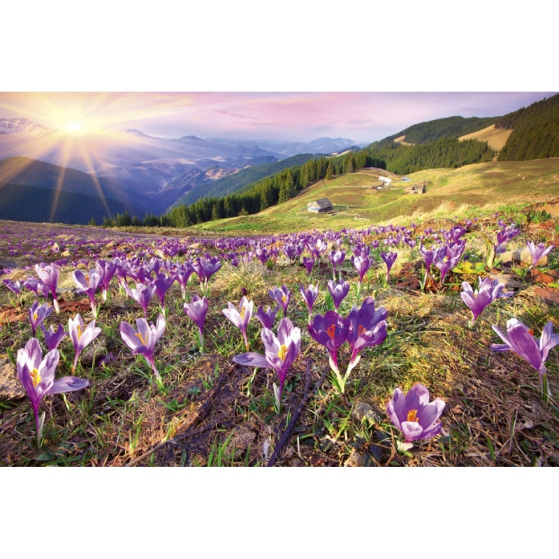 MS-5-0064 Crocuses At Spring