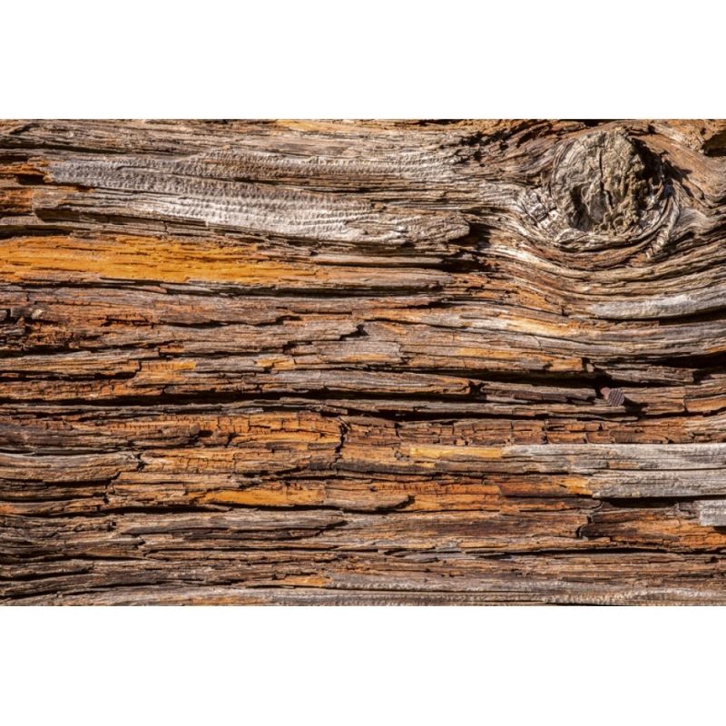 MS-5-0159 Tree Bark