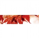 KI-008 Red leaves