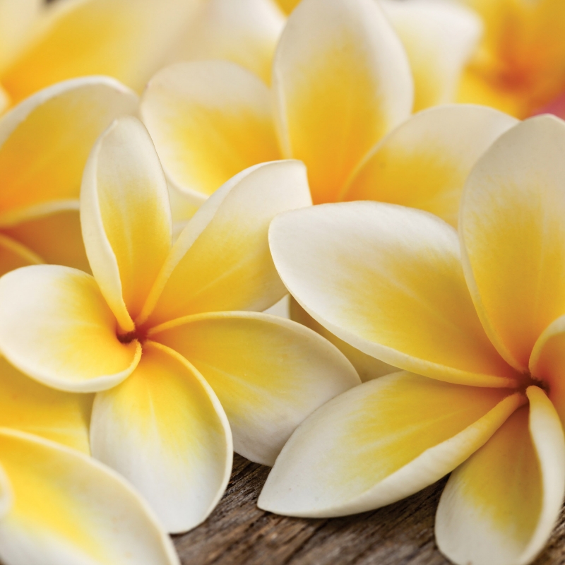 FL-255-024 Plumeria