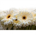 White gerberas