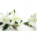 White lilies