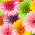 Gerberas