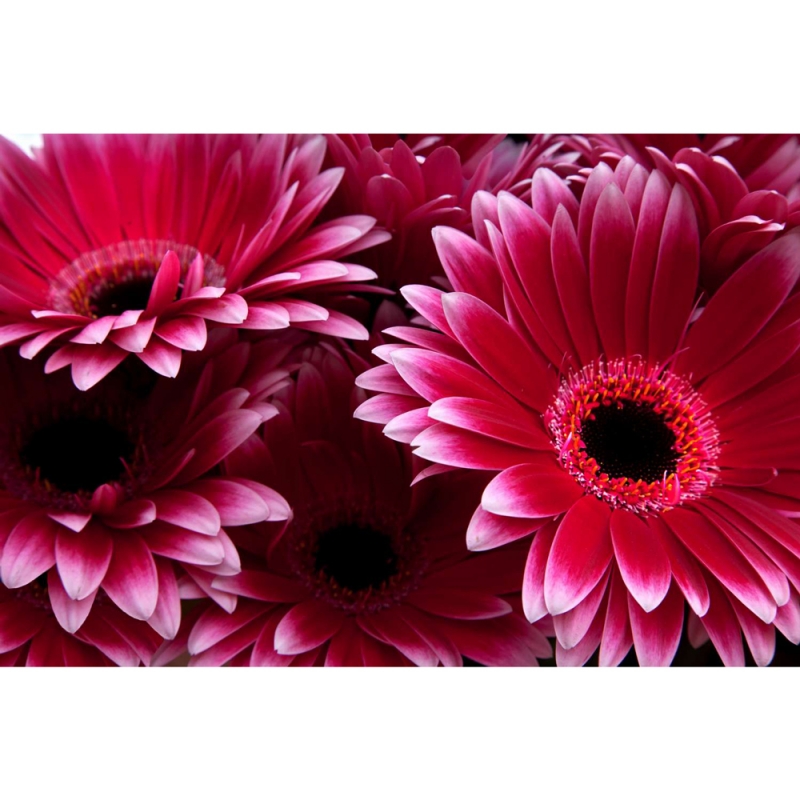 Red gerberas