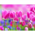 Pink tulips