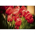 MS-5-0128 Красные тюльпаны