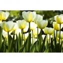 MS-5-0127 White Tulips