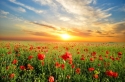 Red poppies field 