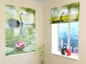 Roman Blind Black and White Swans