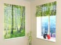 Roman Blind Summer Birch Forest