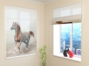 Roman Blind Arabian Stallion in Prairies