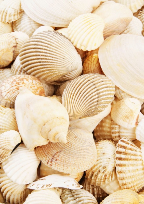 Sea shells