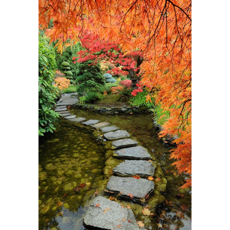 Path in the garden