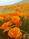 California poppies 