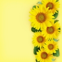 Sunflowers on a yellow background 
