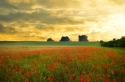 Red poppies field at sunset 