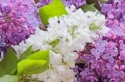 Lilac flowers 