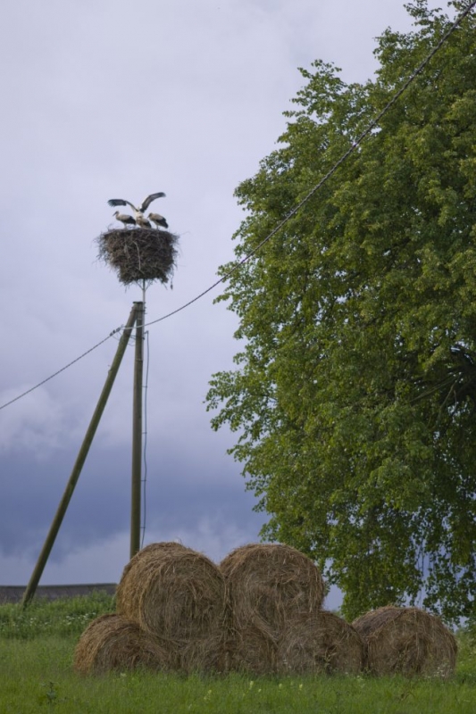 Photo wallpaper Happy life of storks