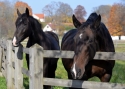 Photo wallpaper Autumn. Horses