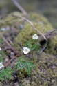 Photo wallpaper Flowers in the forest