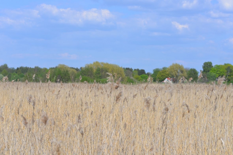 Fototapete Sausa pļava. Karstums