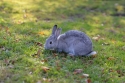 Photo wallpaper Gray rabbit in the grass