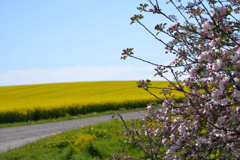 Photo wallpaper Apple tree on a field background