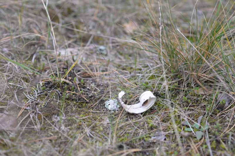 Fototapete Bērza miza
