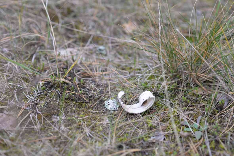 Fototapete Bērza miza