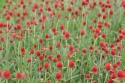 Photo wallpaper Meadow with red flowers